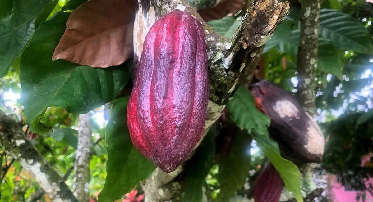 Cacao cultivation techniques from the 1990s.